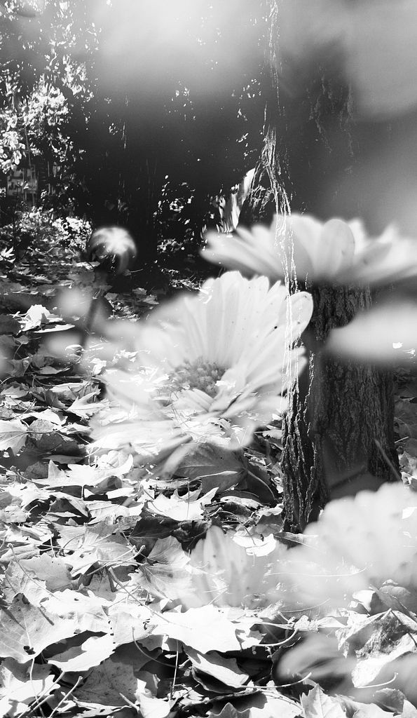 BrokenMindset_'s tweet card. A dream of autumn wrapped in a veil of whiteness, Amid shadows and light, In the silence of the forest, This is the whisper of nature.