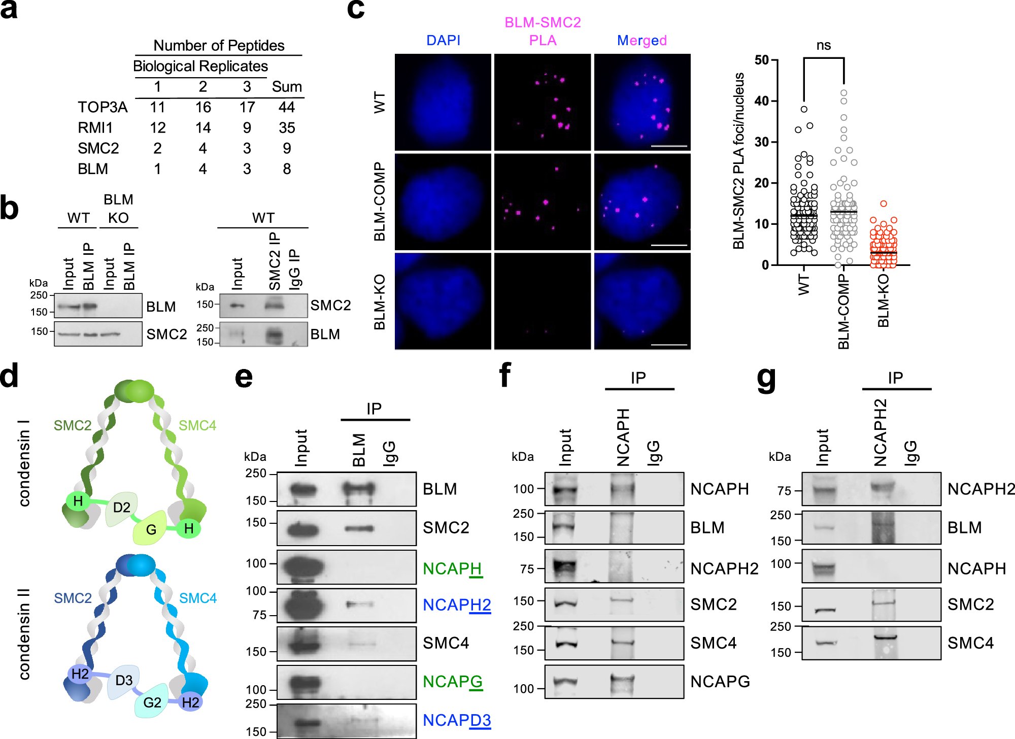 Schmidt_Lab_USF's tweet card. Communications Biology - Interaction between BLM and condensin II regulates replication dynamics and promotes mitotic chromosome stability, while contributing to DNA break repair and facilitating...