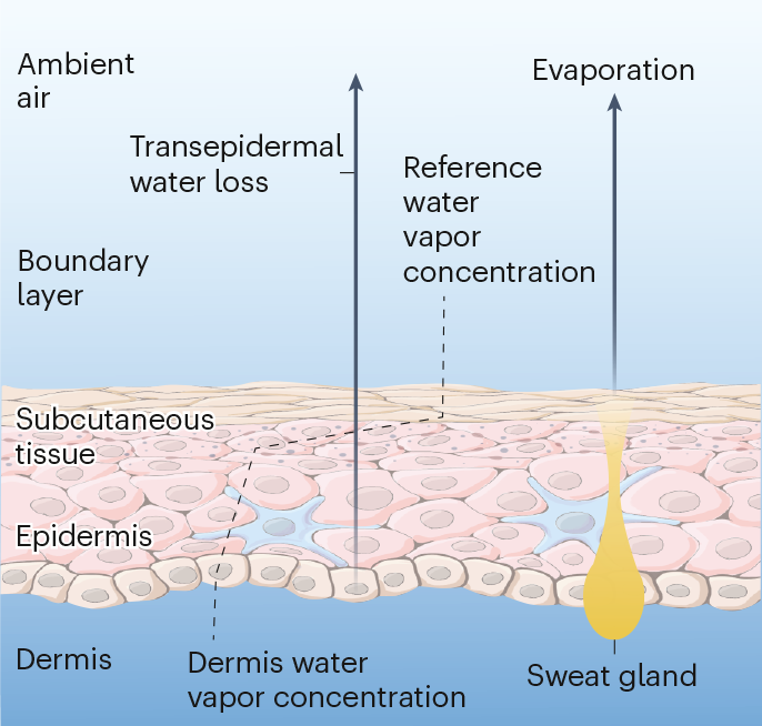 NatChemEng's tweet card. Nature Chemical Engineering - Sensing boundary layers near the skin