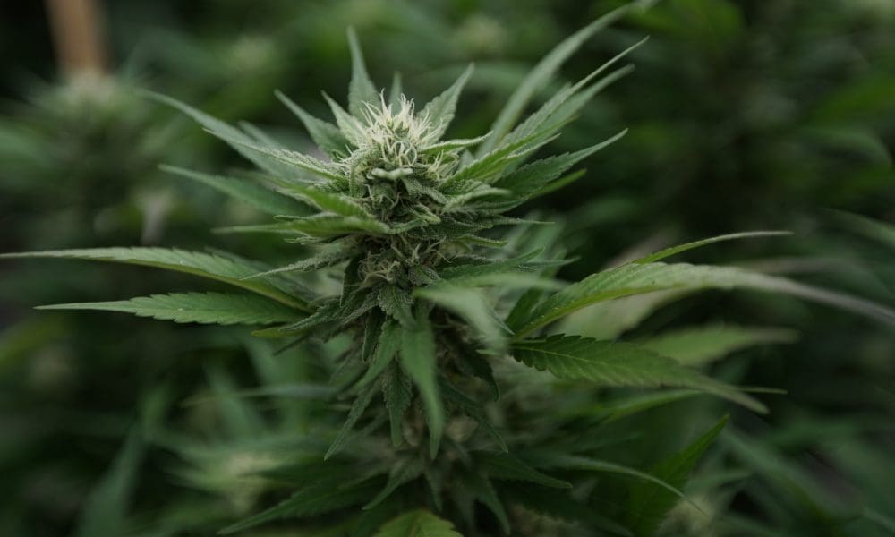 tomangell's tweet card. “We’re just trying to get it done, whatever that path looks like.” By Ian Karbal, Pennsylvania Capital-Star Cannabis legalization is sparking a big debate in Harrisburg. In less than two weeks, three...