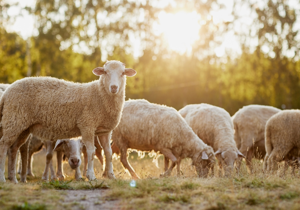 BioplatformsAus's tweet card. Animal Disease Genomics Initiative – Request for Partnership 2025 - Bioplatforms Australia