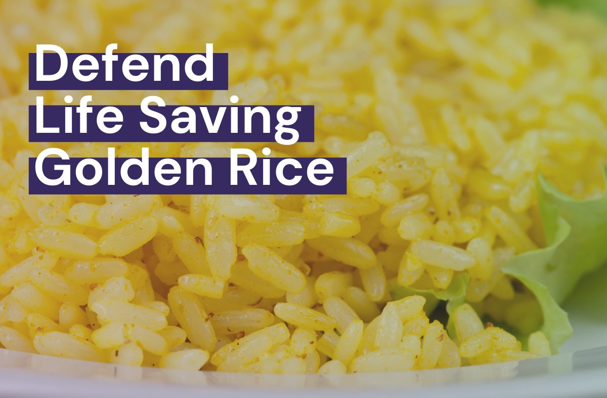 Steve__Kelly's tweet card. Golden rice is enhanced with a gene to infuse the grain with life-saving vitamin A for malnourished children. It could be that game-changer. A third of a million children are affected, and many die