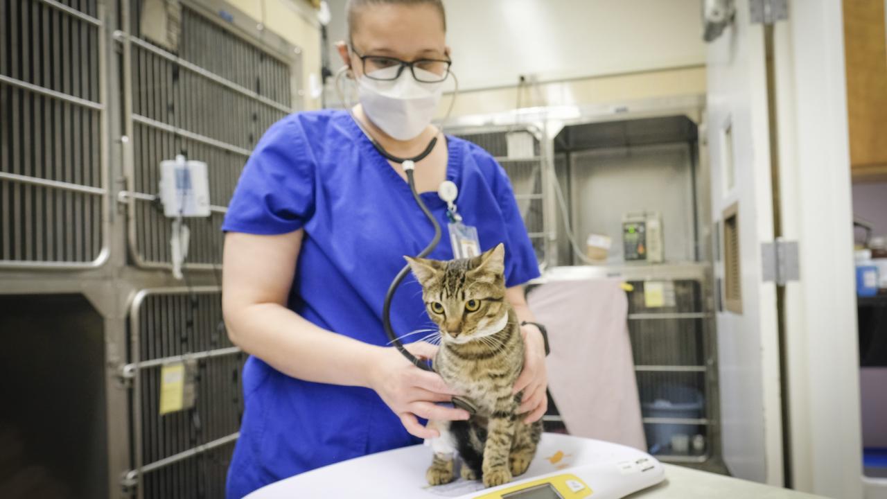 UCDavisNews's tweet card. UC Davis researchers find cats could help us learn about long COVID. They've found a new cell therapy boosts immune systems in cats with severe coronavirus.