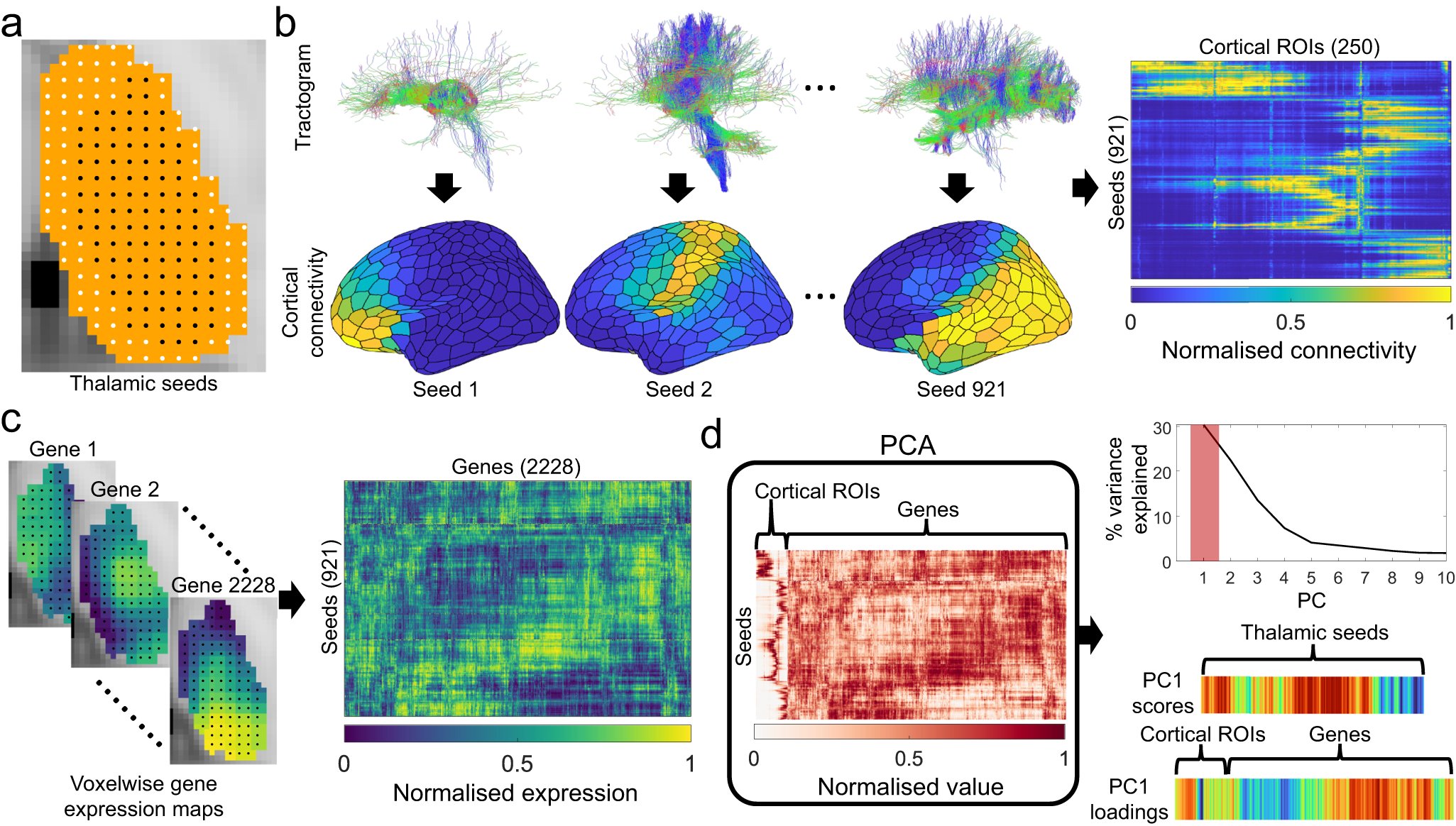 StuartJOldham's tweet card. Nature Communications - The principles underpinning the projection patterns of the thalamus to the cortex are not well characterised. Here, the authors reveal a medial to lateral thalamic gradient...
