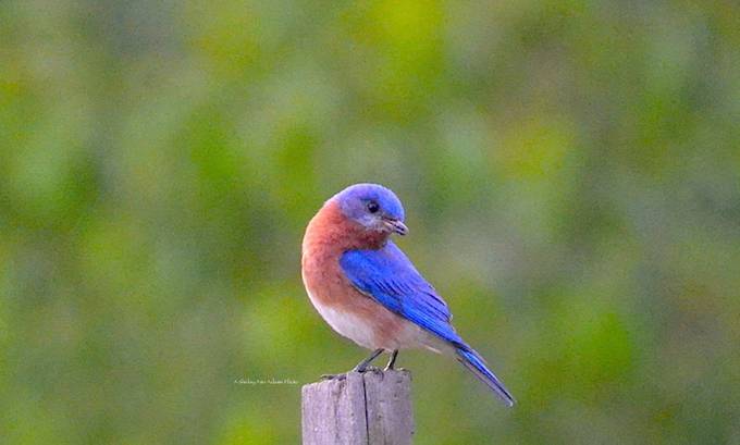 ShirlAAdams's tweet card. Find more inspiring images at VIEWBUG - the world’s most rewarding photo community.