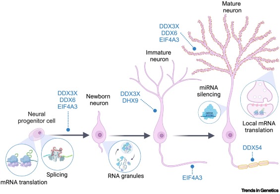 DanielGCalame's tweet card. The DEAD/DEAH-box family of RNA helicases (RHs) is among the most abundant and conserved in eukaryotes. These proteins catalyze the remodeling of RNAs to regulate their splicing, stability, localiz...