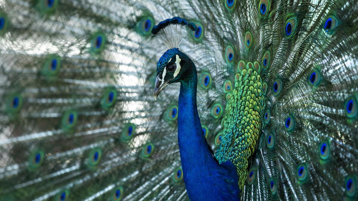 latimes's tweet card. Staff at the Ryde Hotel are devastated that their peacock flock is missing. The Sacramento County Sheriff's Office is investigating the case as felony property theft.
