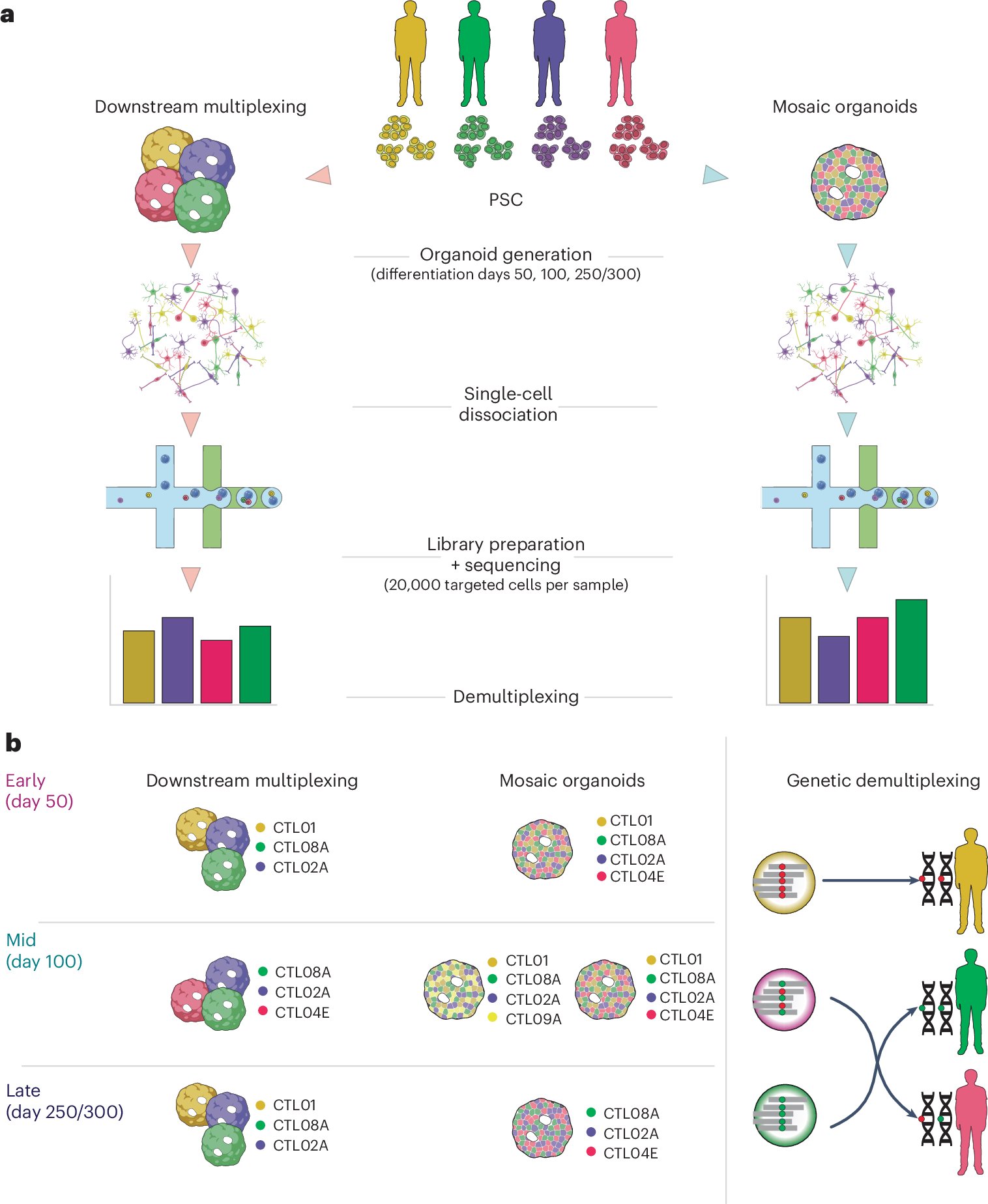 neuroliege's tweet card. Nature Methods - This paper develops two approaches for multiplexing cortical organoids and SCanSNP, a method for deconvolving cell identities, to trace neurodevelopmental trajectories at scale.
