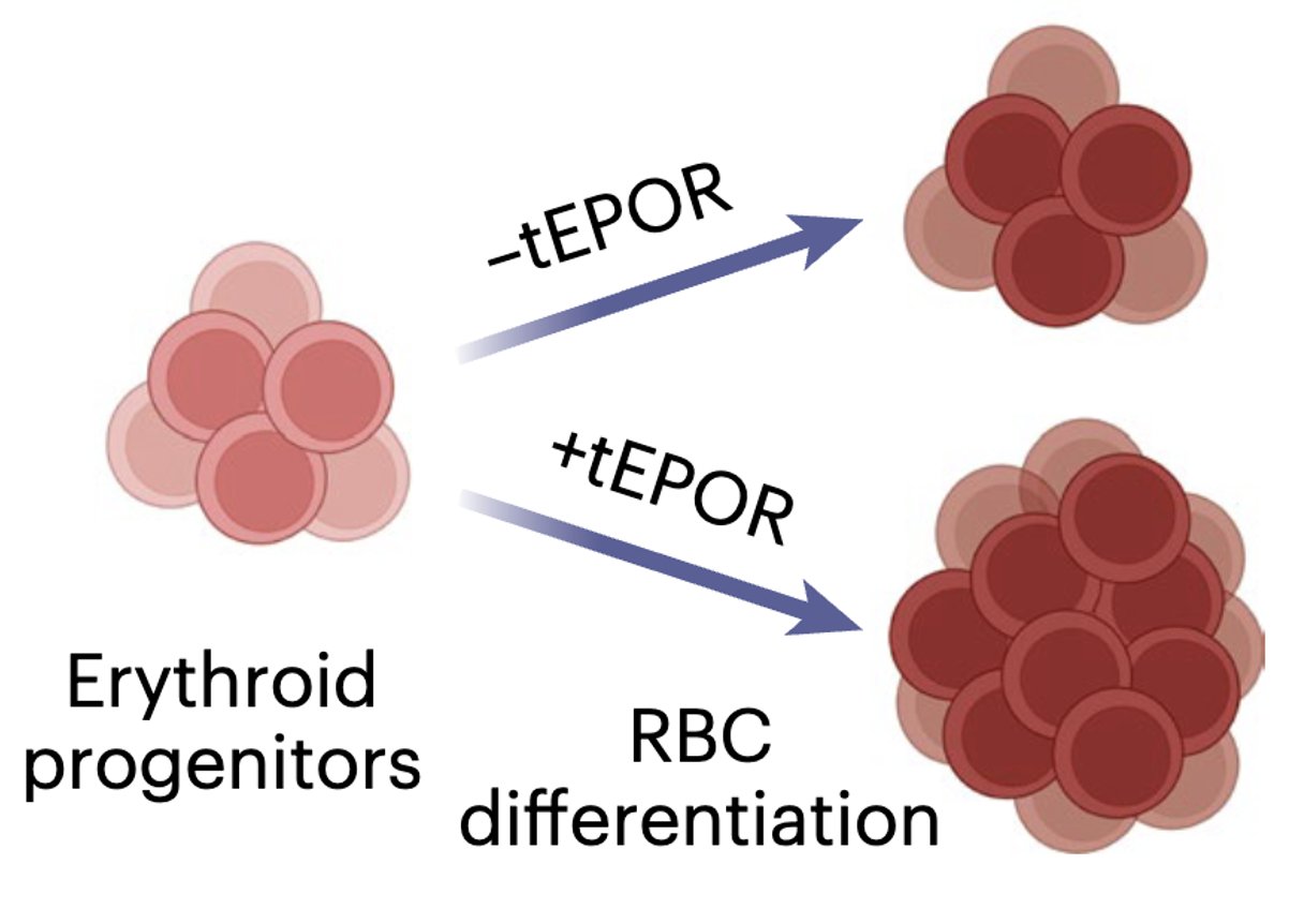 M_Kyle_Cromer's tweet card. In a recent paper, we used genome editing to introduce a naturally occurring mutation to increase production of clinically relevant red blood cells.