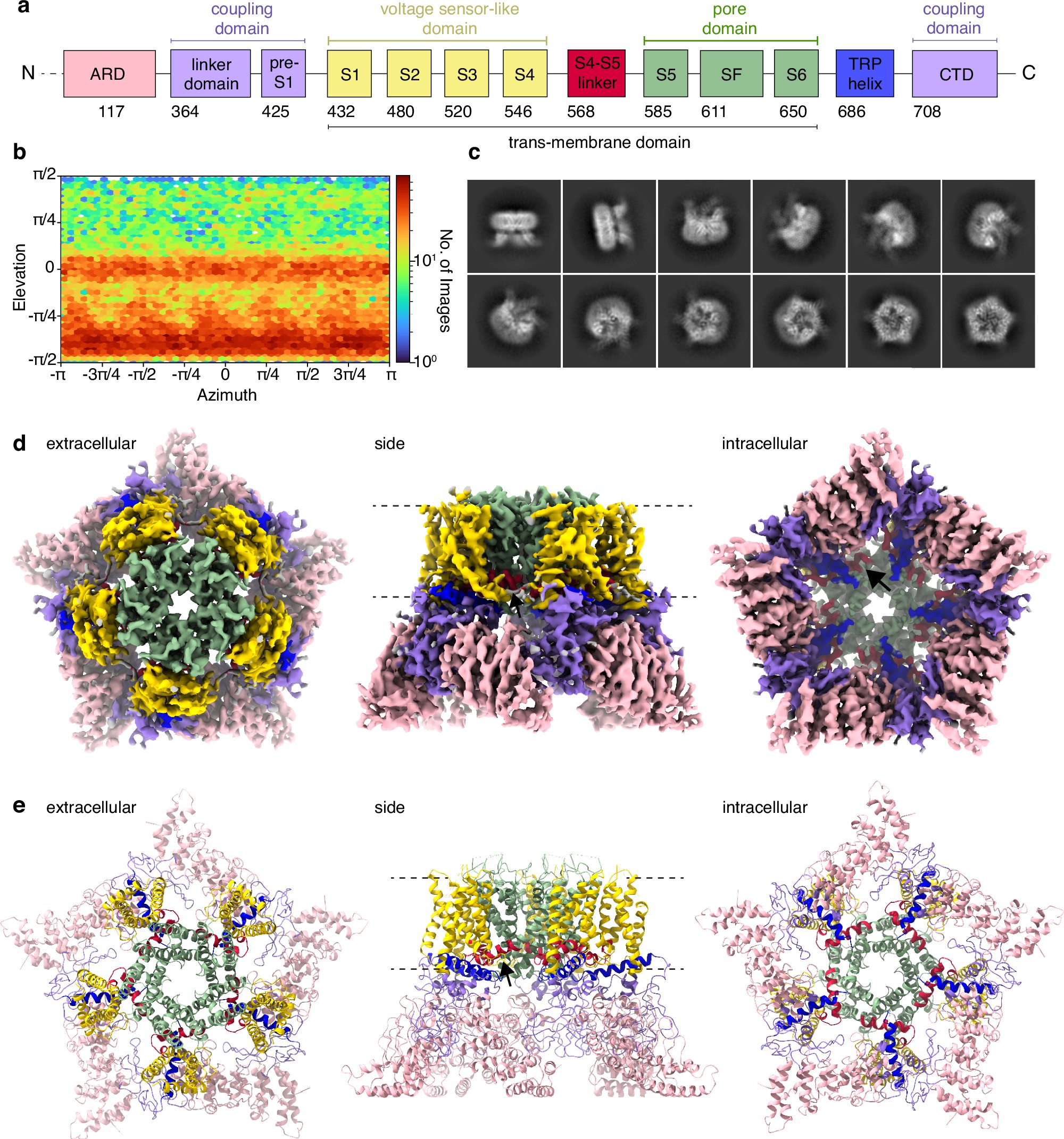 ShifraLansky's tweet card. Nature Communications - An improved structure of the TRPV3 pentamer, together with molecular dynamics simulations, provides insights into its conformation, subunit interfaces, permeability to large...