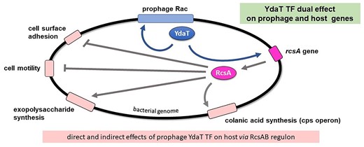 crypticprophage's tweet card. Abstract. Bacterial genomes are shaped by cryptic prophages, which are viral genomes integrated into the bacterial chromosome. Escherichia coli genomes hav