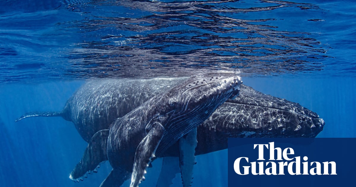JimLabisko's tweet card. Caps on the number of boats allowed to approach whales among measures to be introduced while experts say restrictions don’t go far enough