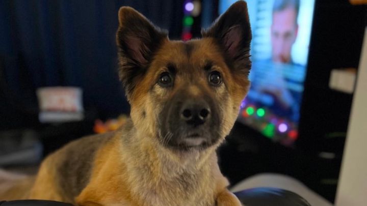 thehl5's tweet card. Our sweet girl Daisy has been diagnosed with cancer recently. Unfortunately, there… Ariel Blockovich needs your support for Support Daisy's Battle with Cancer