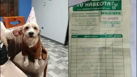 Rotafono2_0's tweet card. Rotafono de RPP | La dueña de Balú fue a dejarlo a la veterinaria y cuando lo iba a recoger le dijeron que se había escapado a la calle en la avenida Canto Grande, en San Juan de Lurigancho.