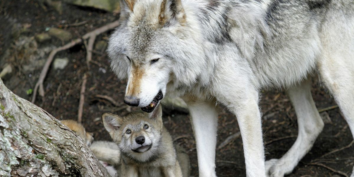 MexicanWolves's tweet card. Conservationists and congressional Democrats warn that House Republicans' FY26 Interior bill jeopardizes wildlife, public health, and national parks.