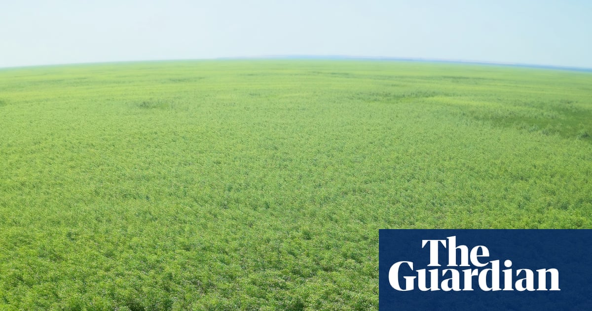 BenGoldsmith's tweet card. Two years after the Nova Kakhovka dam was destroyed in Ukraine, nature has returned in abundance to the drained land in a ‘big natural experiment’ – but it could be lost as quickly as it appeared