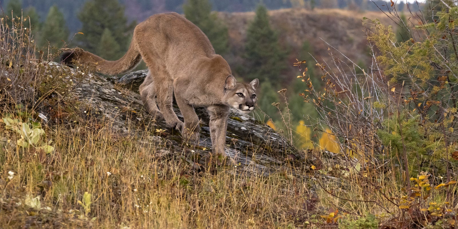 USATODAY's tweet card. Rangers searched for the cougar immediately after the attack and were later joined by a canine team, the National Park Service said in a statement.