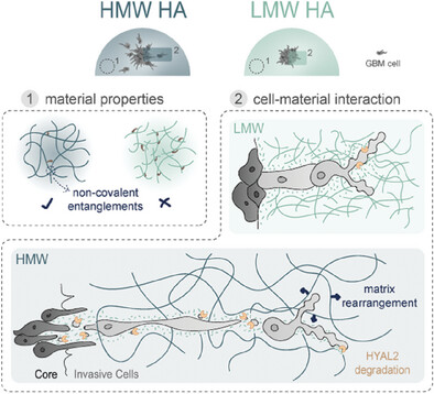 kumarlabucb's tweet card. Glioblastoma spheroids invade faster in stress-relaxing, high-molecular-weight (HMW) hyaluronic acid hydrogels than in more elastic-like, low-molecular-weight counterparts. The long HMW chains...