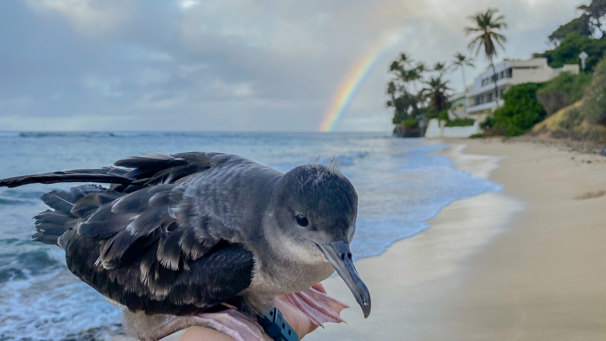 MCZHarvard's tweet card. A new study directly looks at the effects of plastic in Maui’s ‘ua’u kani, also known as wedge-tailed shearwaters. The Conversation spoke to Nicole Mejia, a graduate student at Cornell University,...