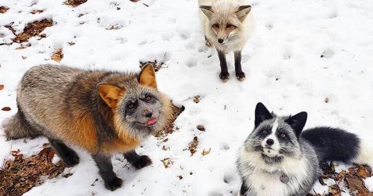 JessLReid's tweet card. For foxes on fur farms in Minnesota, abnormalities are a blessing — because the farmers know who to call
