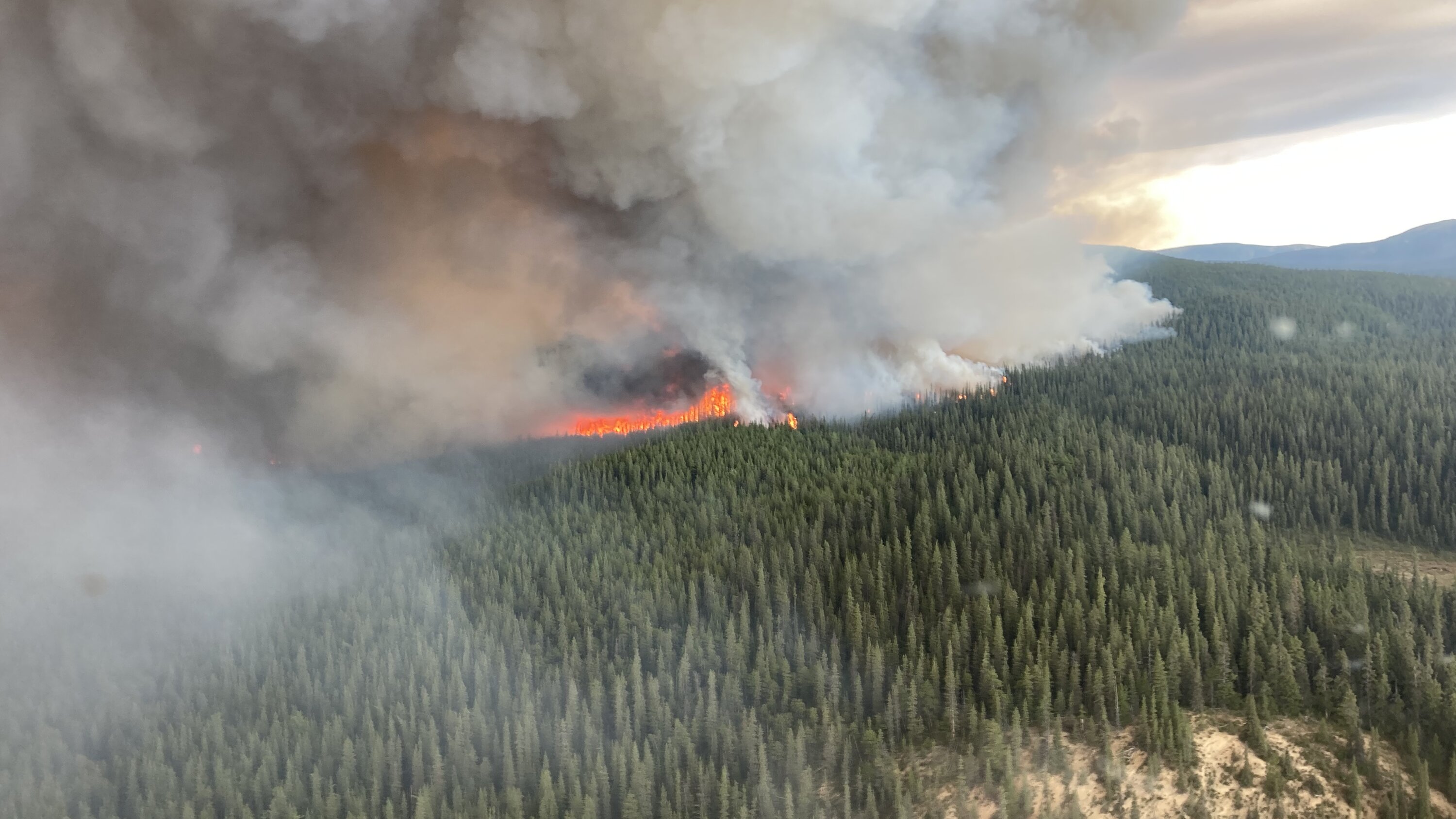 DCSZ14's tweet card. Forest fires are on the rise globally. An increase in severe fire weather is largely responsible.