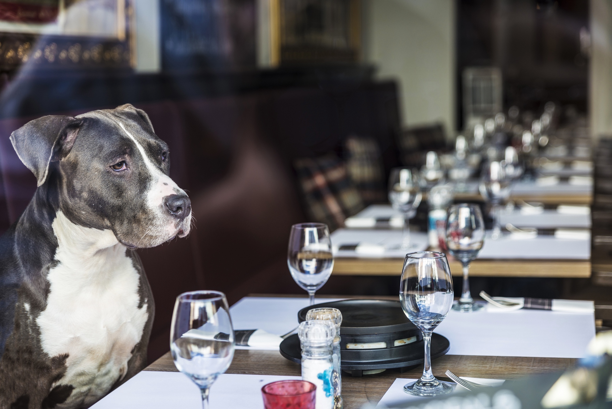 BoozeAndFagz's tweet card. Bringing your dog to lunch renders a pleasant restaurant meal into something of a sideshow.