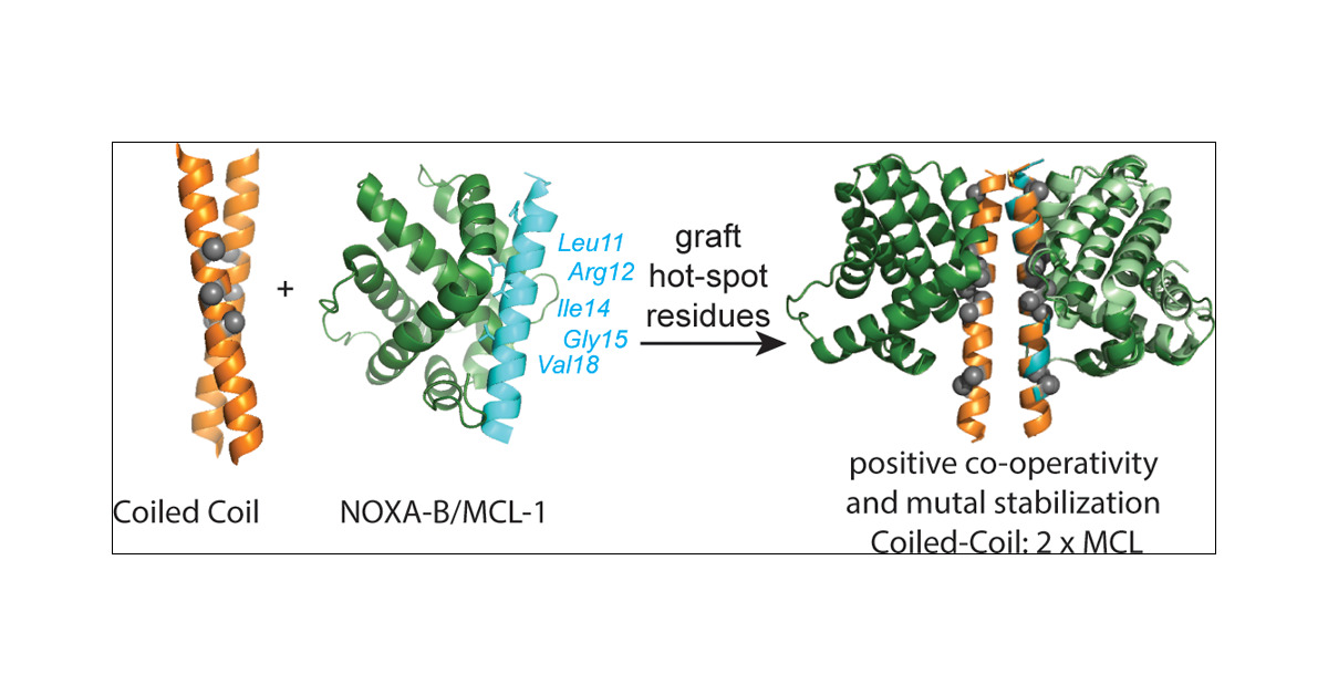 AJWilsonGroup's tweet card. Self-assembled peptides are promising templates for the design of inhibitors of protein–protein interactions (PPIs) because they can be endowed with affinity- and selectivity-defining amino acids...