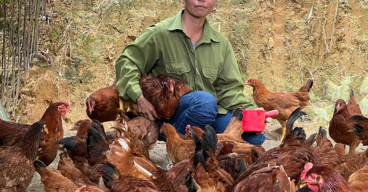 ILRI's tweet card. The 18th issue of the International Livestock Research Institute (ILRI) East and Southeast Asia newsletter is now available. It provides an overview of the…