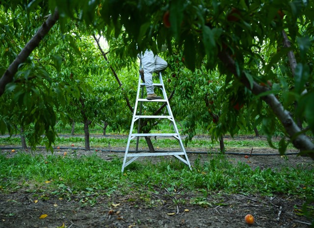 sam_tabachnik's tweet card. In this three-part special report, The Denver Post uncovers chronic abuses in Colorado’s agricultural supply chain – and the lack of action from state and federal regulators.