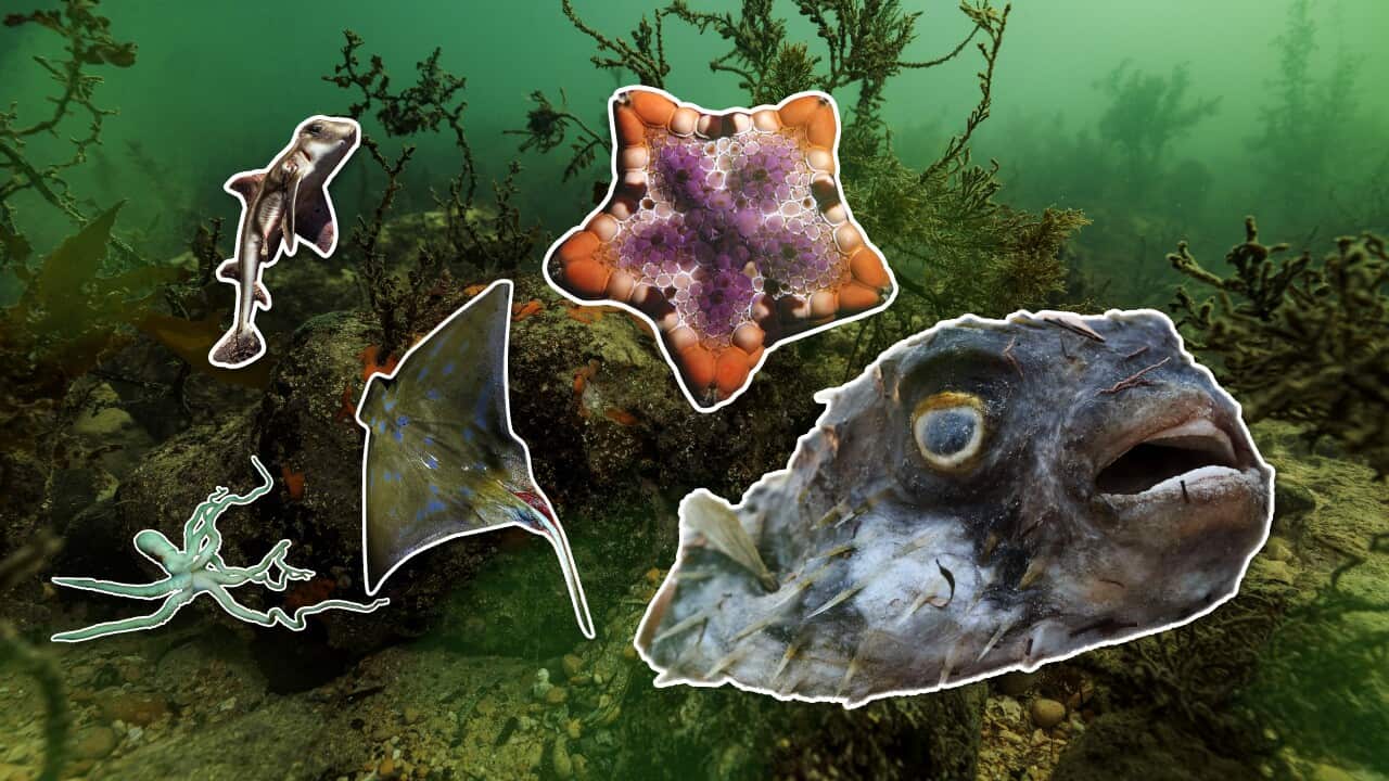 ExtinctionR's tweet card. The algal bloom has killed tens of thousands of marine creatures, but the federal government has stopped short of labelling it a natural disaster.