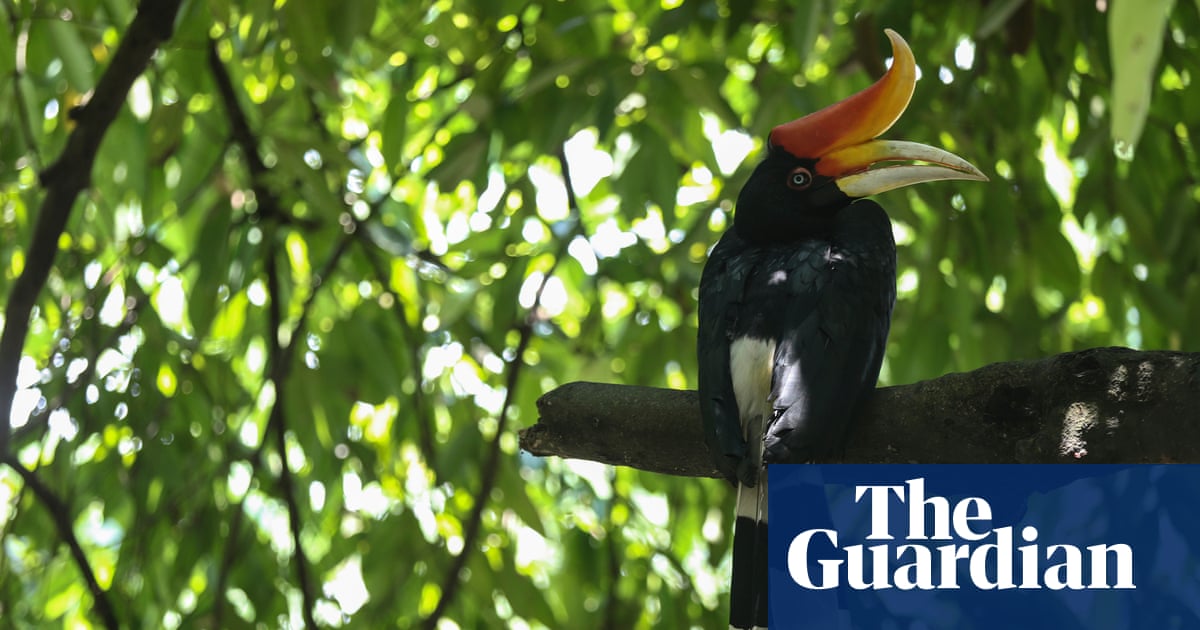 guardian's tweet card. Even among other sightings including orangutans, the rhinoceros hornbill was the highlight of the trip