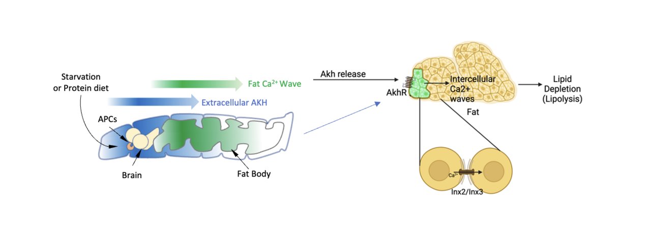 PerrimonLab's tweet card. Energy balance is regulated by hormones like insulin and glucagon. While insulin's role is well-known, glucagon's functions, especially in fat metabolism, are less understood. Our research using...