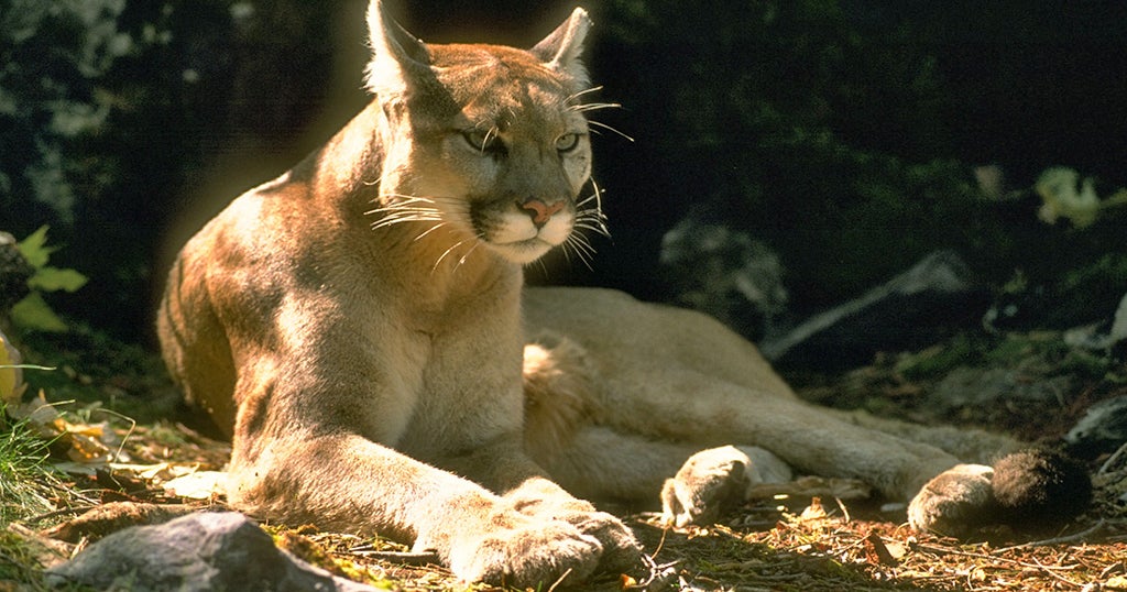 CBSMornings's tweet card. The father of a 4-year-old is being hailed as a hero after, park officials say, a cougar bit the child who was walking with their family on a popular trail in Olympic National Park in Washington...