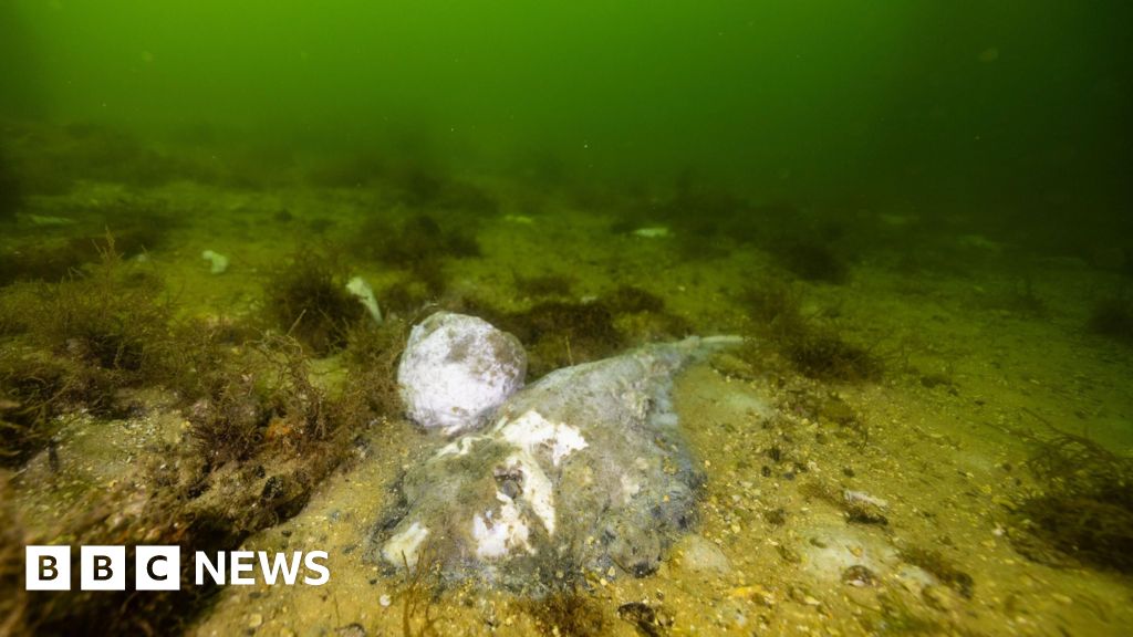 BBCNews's tweet card. The catastrophe has turned South Australian waters toxic green and suffocated masses of marine life.