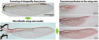 VandyBugs's tweet card. Insect wings are made of an acellular composite material that forms a thin membrane and a complex network of veins. Veins are tubes that not only serve to stabilize the wing membrane, but they are...