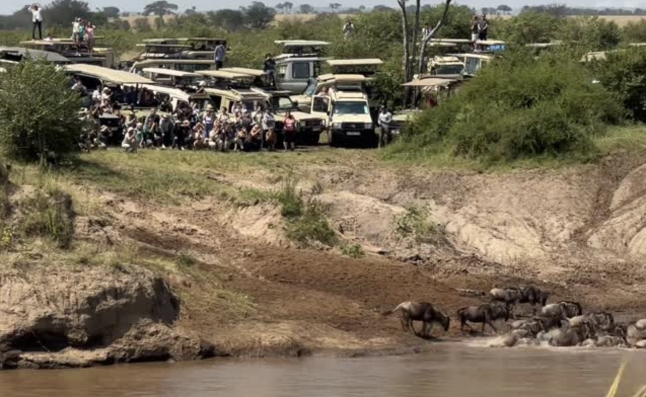 GetawayMagazine's tweet card. A safari guide’s viral video has raised serious concerns after tourists and guides were filmed blocking a wildebeest crossing in Serengeti National Park.