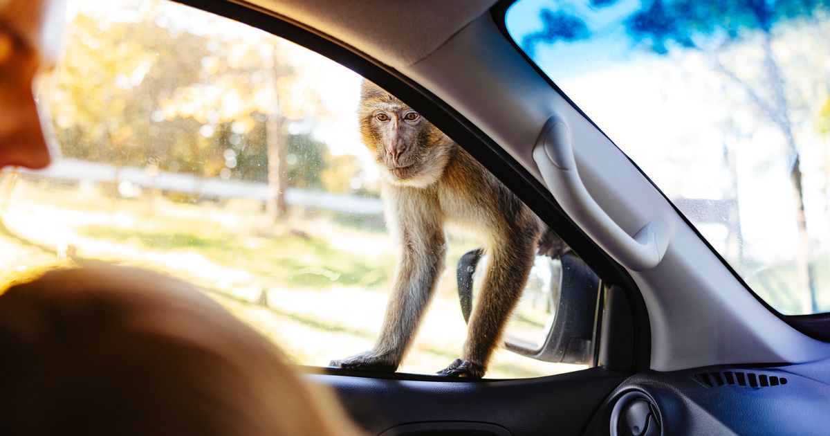 myldn's tweet card. Visitors can roar into the holidays with wildlife wonders and stars of kids TV