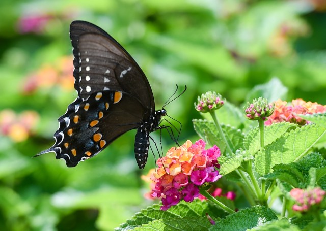 abc27News's tweet card. (WHTM) — The York State Fair is underway, and plenty of people checked out the attractions. One popular spot is the Mobile Butterfly House. It features four species, and attendees can see the life …