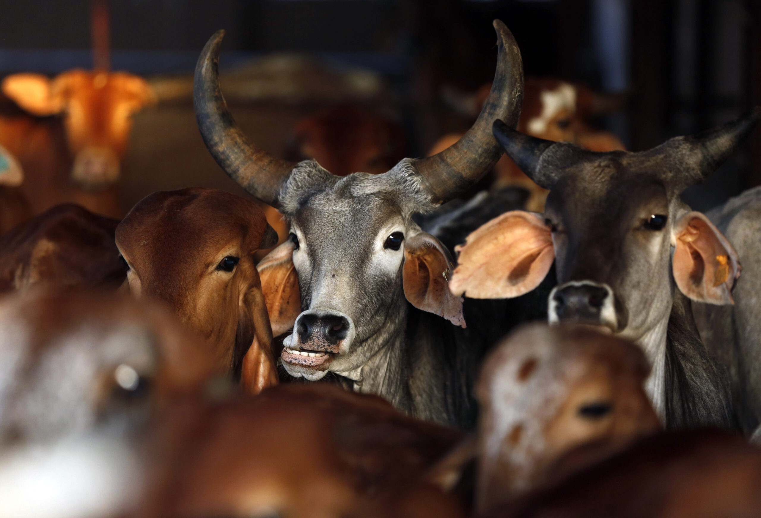 PearsonElaine's tweet card. They describe themselves as “cow protectors” or “gau rakshaks” in Hindi. But in the dark of the night, their work takes on a more violent edge.