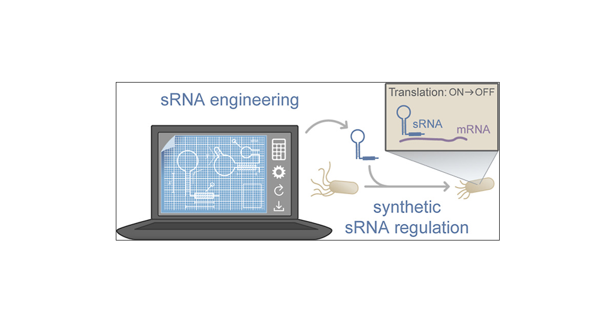 DSchindler_PDR's tweet card. Bacteria can respond to environmental changes by expressing small RNAs (sRNAs), which regulate mRNAs by complementary base-pairing. This regulatory mechanism allows bacteria to rapidly adapt their...