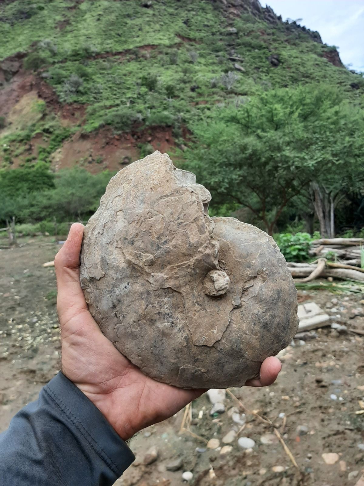 WhWafa's tweet card. Ele vão ser integrados à coleção do Laboratório de Paleoinvertebrados da instituição científica brasileira
