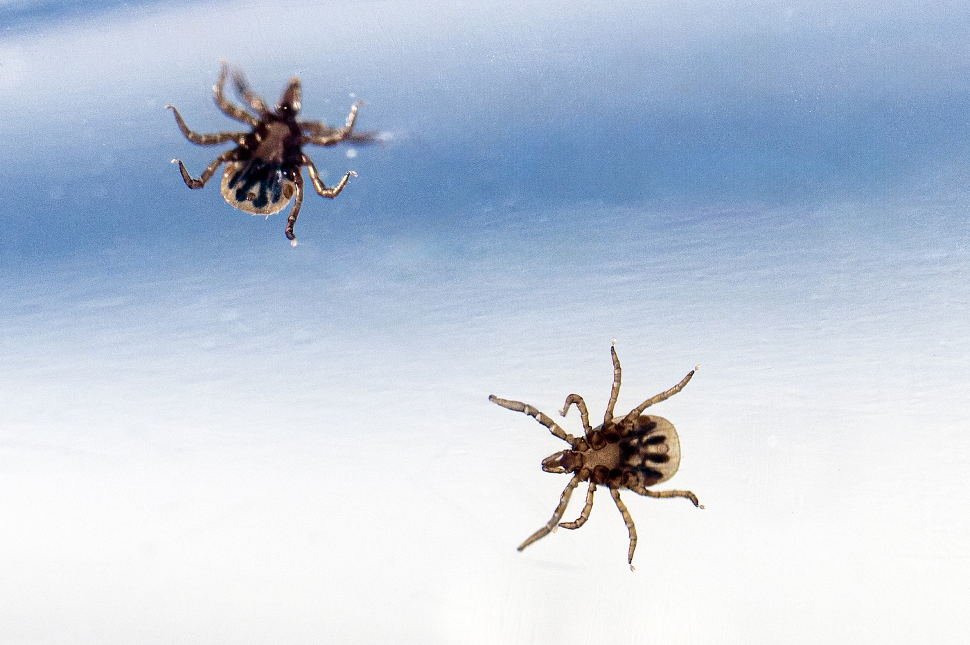 NortheasternCOS's tweet card. Northeastern expert describes what makes blacklegged ticks formidable disease carriers — and how to prevent their bite.