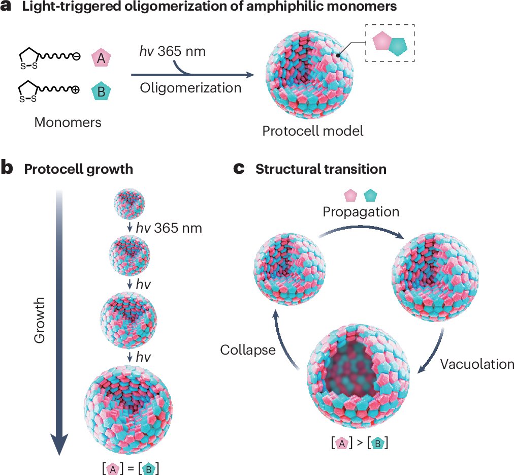 ContiniClau's tweet card. Nature Synthesis - Light-driven chemical reactivity enables a synthetic system to give rise to protocells with dynamic, life-like behaviour.