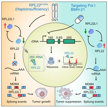 CellChemBiol's tweet card. Fan et al. uncovered a mechanism linking rRNA synthesis to spliceosomal regulation. Using large-scale cancer cell line screens with specific RNA polymerase I inhibitors, they identified a non-canon...