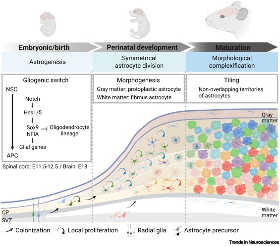 bertogliolab's tweet card. Astrocytes are glial cells of the central nervous system (CNS) that perform an array of diverse functions that are essential for brain activity. Studies on the functional diversity of astrocytes...