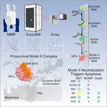 ECDOorg's tweet card. Srivastava et al. present the cryo-EM structure of the anti-apoptotic MCL-1:BAK complex assembled from full-length globular domains to reveal the sequestration mechanism and a dynamic BAK conformat...