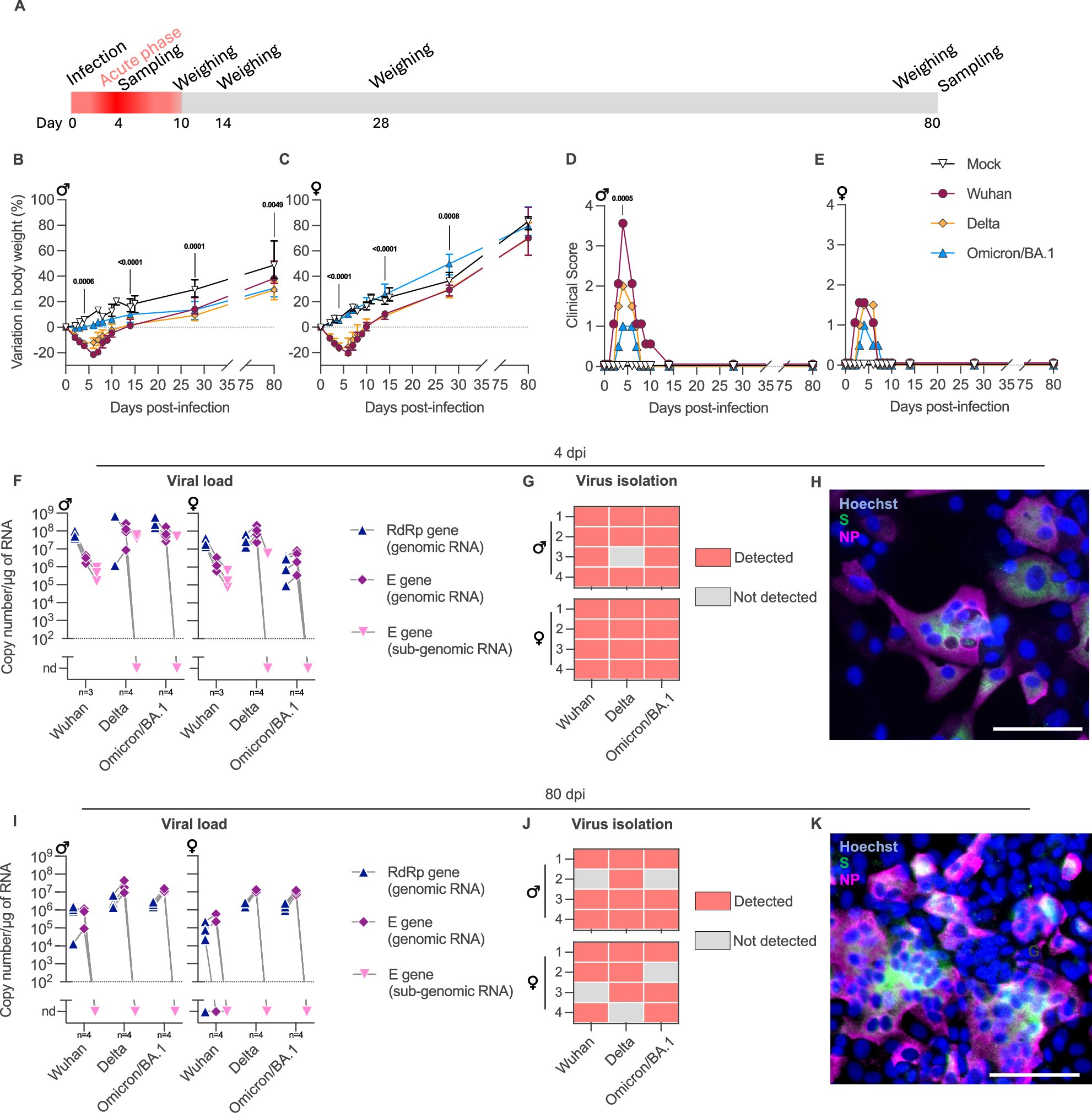 ShorterLab's tweet card. Nature Communications - SARS-CoV-2 persists in the brainstem long after the initial infection has passed. Infected animals exhibit symptoms of anxiety, depression, and memory impairment as well as...