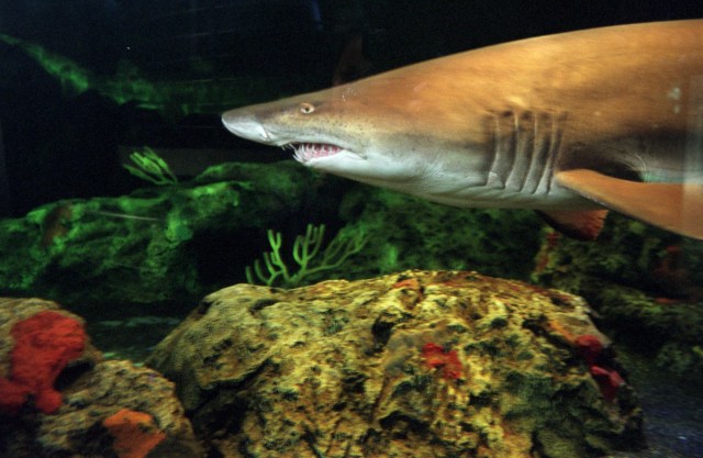 capgaznews's tweet card. An annual summer tradition, Shark Week is back for its 37th year, giving viewers an array of content to binge from the Discovery Channel.
