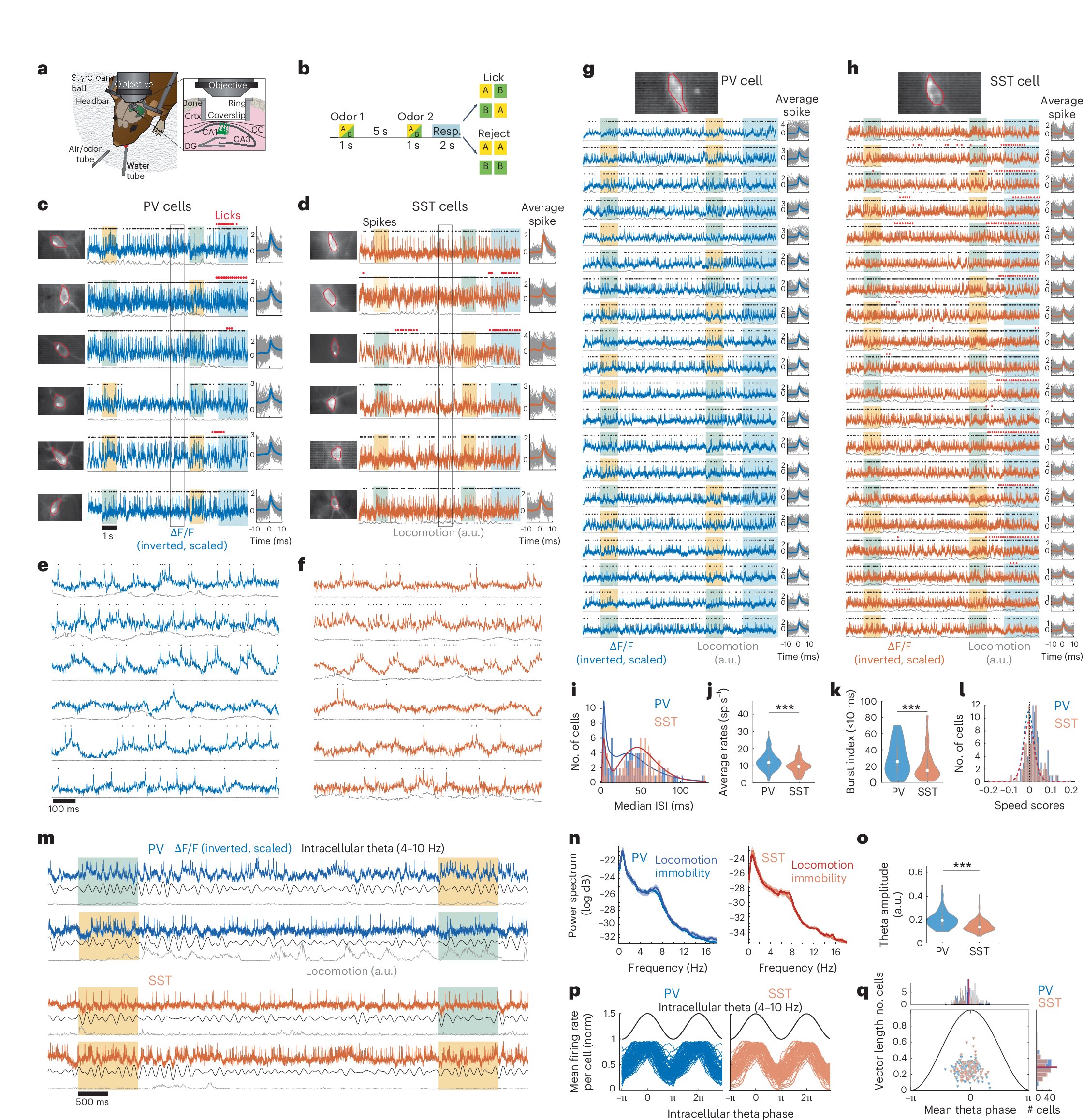 bertogliolab's tweet card. Nature Neuroscience - Using voltage imaging, the authors show that interneurons in the hippocampus sharpen memory-encoding-activity by increasing the signal-to-noise ratio of pyramidal neuron...