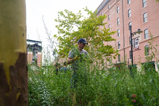 AllBannerSports's tweet card. Installed almost 10 years ago at the Eutaw Street entrance, the garden, roughly the size of two basketball courts, seeks to attract the Baltimore oriole and other pollinators to allow native plants...